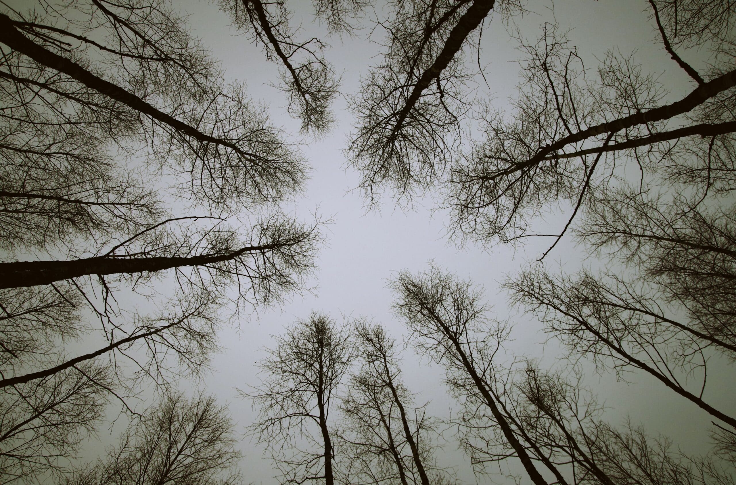 Bare trees with a point of view looking up with overcast gray sky. Dr. Jennifer Melo on helping psychosis patients