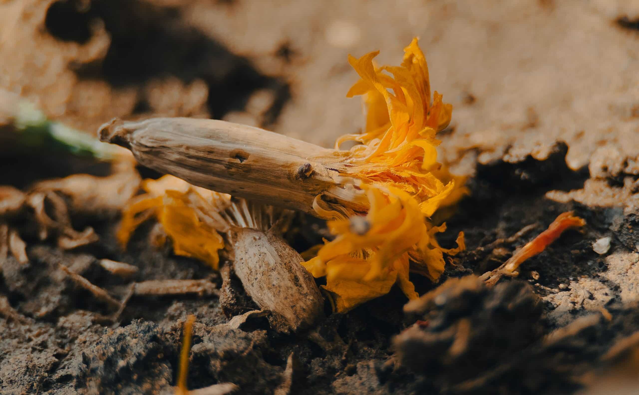 Dry flower on forest floor. Dealing with health anxiety in the DMV area, Dr. Melo can help.